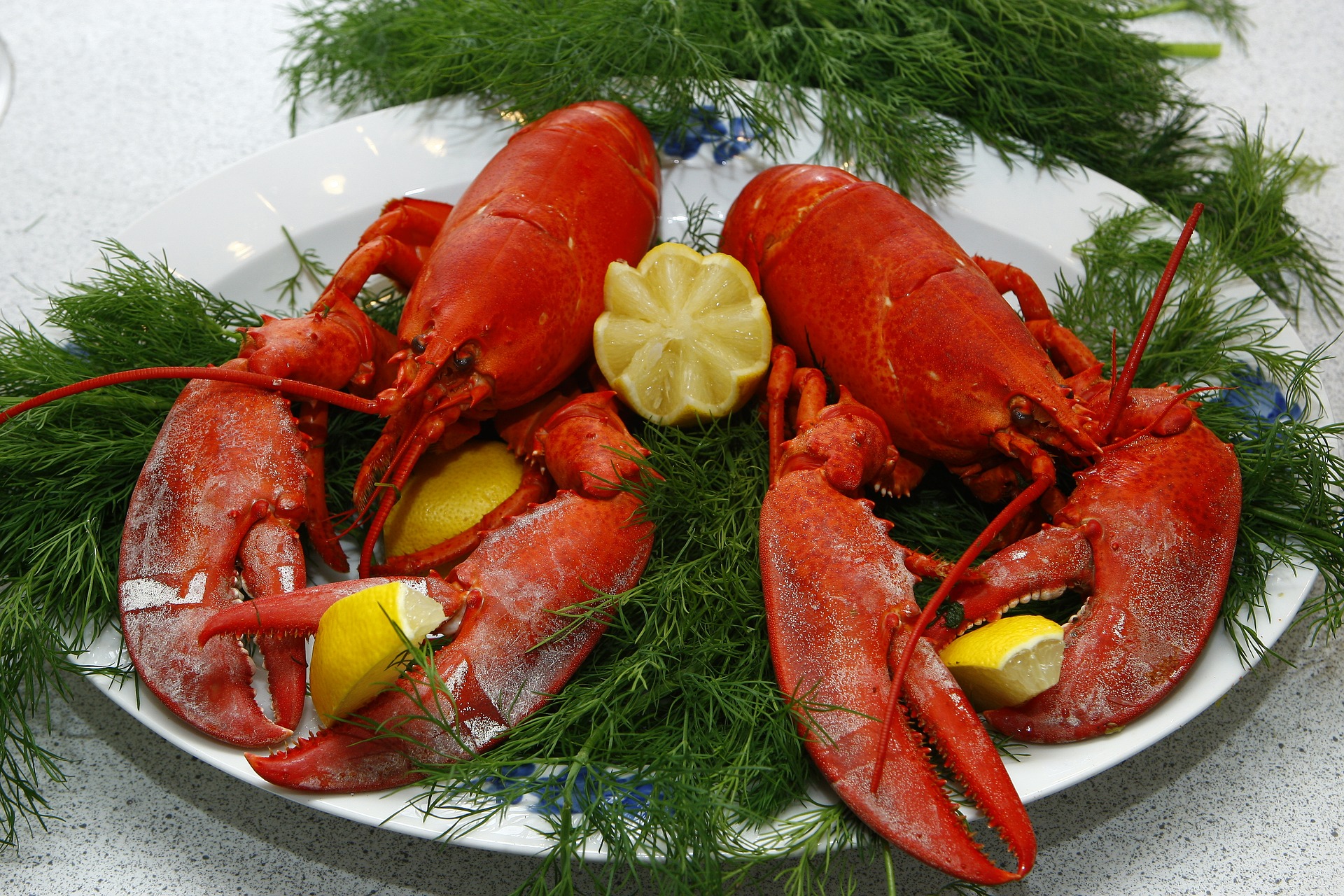lobster-1608440_1920.jpg